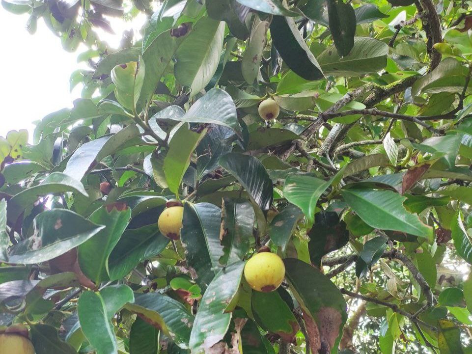 Mangosteen